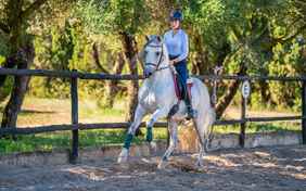Auf Son Menut werden die berühmten Andalusier (P.R.E.-Pferde) gezüchtet, Könner freuen sich auf eine Dressur-Stunde auf einem der P.R.E.-Hengste.